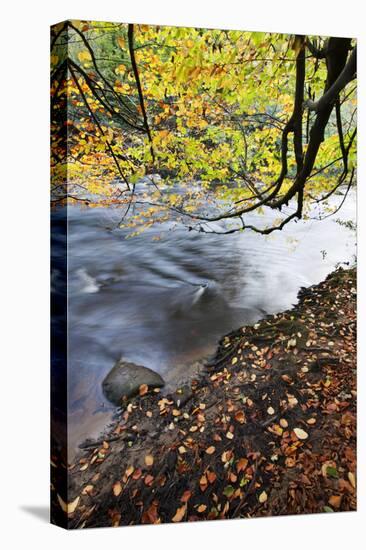 Fallen Leaves and Tree Overhanging the River Nidd in Nidd Gorge in Autumn-Mark Sunderland-Premier Image Canvas