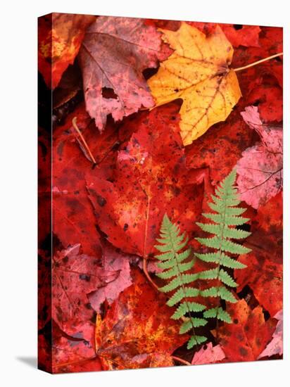 Fallen Maple Leaves and Ferns-Charles Sleicher-Premier Image Canvas