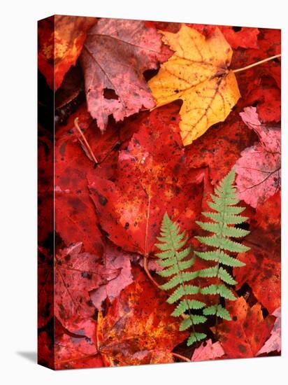 Fallen Maple Leaves and Ferns-Charles Sleicher-Premier Image Canvas