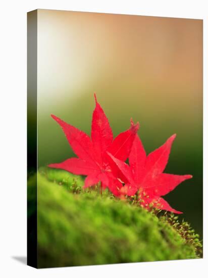 Fallen Maple Leaves-null-Premier Image Canvas