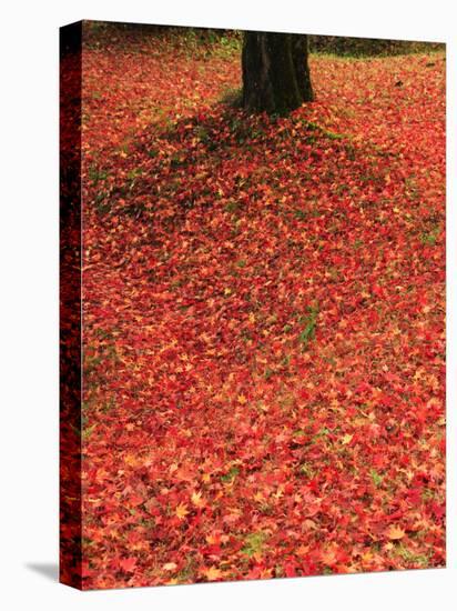 Fallen Maple Leaves-null-Premier Image Canvas