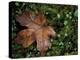 Fallen Oak Leaf-Michele Westmorland-Premier Image Canvas