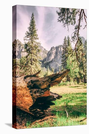 Fallen Tree and Afternoon Sun at Yosemite Valley, California-Vincent James-Premier Image Canvas