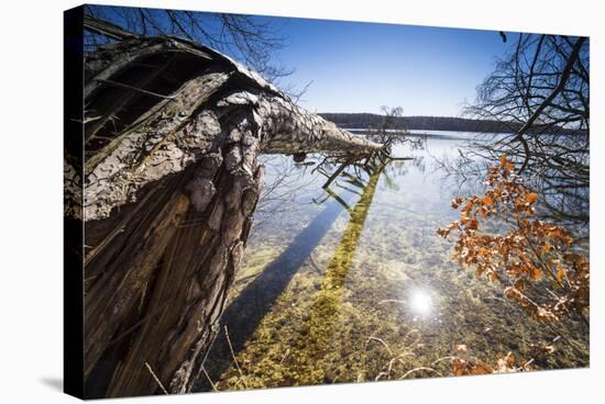 Fallen Trees on the Edge of the Gro�r Stechlinsee, Neuglobsow, Stechlin, Brandenburg, Germany-Falk Hermann-Premier Image Canvas