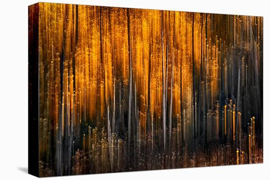 Falling Stars-Ursula Abresch-Premier Image Canvas