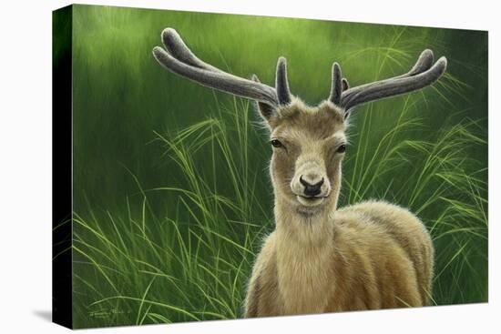 Fallow Buck in Velvet-Jeremy Paul-Premier Image Canvas