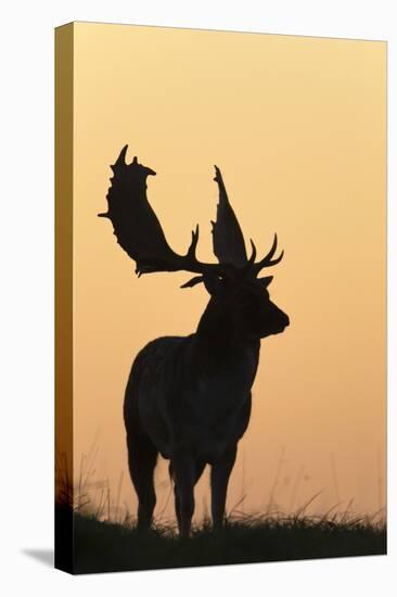 Fallow Deer Buck as Silhouette Standing on Horizon-null-Premier Image Canvas