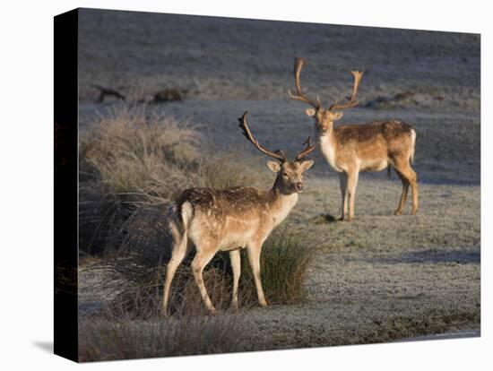 Fallow Deer Bucks, Dama Dama, Dallam Estate, Cumbria, England, United Kingdom-Steve & Ann Toon-Premier Image Canvas