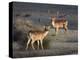 Fallow Deer Bucks, Dama Dama, Dallam Estate, Cumbria, England, United Kingdom-Steve & Ann Toon-Premier Image Canvas