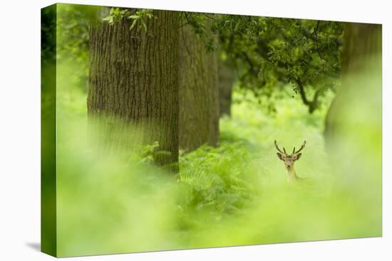 Fallow Deer (Dama Dama) Amongst Bracken in Oak Woodland, Cheshire, UK-Ben Hall-Premier Image Canvas