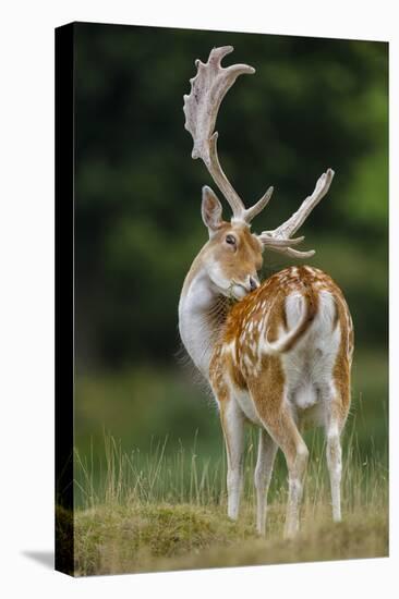 Fallow Deer (Dama Dama) Buck Grooming, Antlers In Velvet. North Island, New Zealand-Andy Trowbridge-Premier Image Canvas