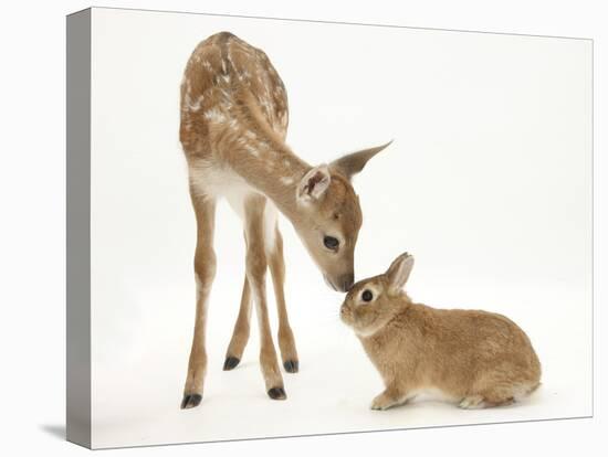 Fallow Deer (Dama Dama) Fawn and Sandy Netherland-Cross Rabbit-Mark Taylor-Premier Image Canvas