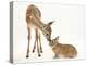 Fallow Deer (Dama Dama) Fawn and Sandy Netherland-Cross Rabbit-Mark Taylor-Premier Image Canvas