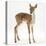 Fallow Deer (Dama Dama) Portrait of Fawn Standing-Mark Taylor-Premier Image Canvas