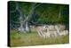 Fallow Deer. Dyrehaven. Denmark-Tom Norring-Premier Image Canvas