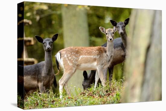 Fallow Deer, Fallow Bucks, Dama Dama, Wood,-Reiner Bernhardt-Premier Image Canvas