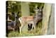 Fallow Deer, Fallow Bucks, Dama Dama, Wood,-Reiner Bernhardt-Premier Image Canvas