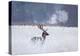 Fallow Deer In The Frozen Winter Landscape-Allan Wallberg-Stretched Canvas