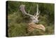 Fallow Deer Male in Velvet Resting in Undergrowth-null-Premier Image Canvas