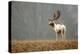 Fallow Love-Mark Bridger-Stretched Canvas