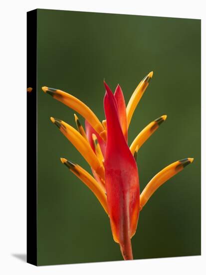 False Bird-Of-Paradise Flower (Heliconia Psittacorum), Nadi, Viti Levu, Fiji, South Pacific-David Wall-Premier Image Canvas