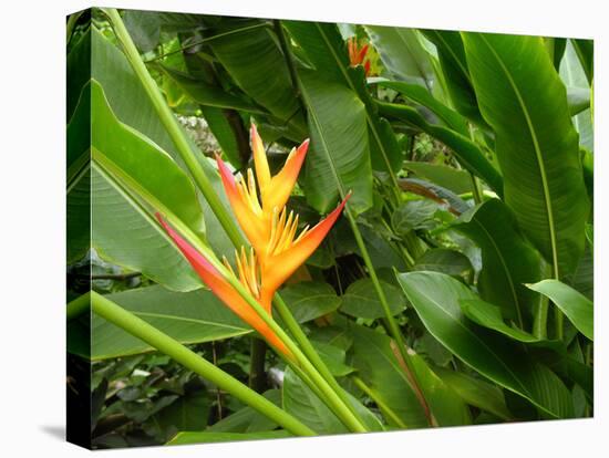 False Bird-of-paradise (Heliconia Sp.)-Tony Craddock-Premier Image Canvas