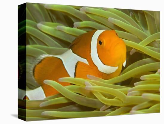 False Clown Anemonefish, Raja Ampat Region of Papua, Indonesia-Stuart Westmoreland-Premier Image Canvas