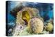 False clown anemonefish , Sebayur Island, Komodo Island Nat'l Park, Indonesia, Southeast Asia-Michael Nolan-Premier Image Canvas