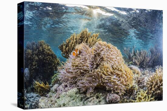 False clown anemonefish , Sebayur Island, Komodo Island Nat'l Park, Indonesia, Southeast Asia-Michael Nolan-Premier Image Canvas