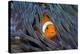 False Clown Anemonefish-Georgette Douwma-Premier Image Canvas