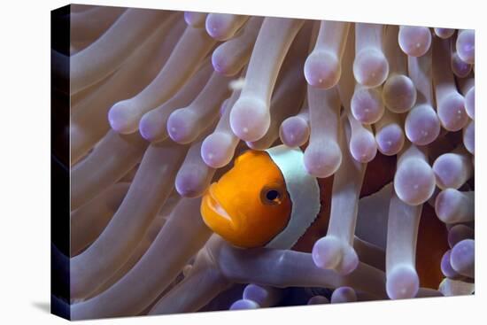 False Clown Anenomefish (Amphiprion Ocellaris) in the Tentacles of its Host Anemone-Louise Murray-Premier Image Canvas