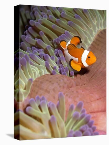 False Clown Anenomefish (Amphiprion Ocellaris) in the Tentacles of its Host Anenome-Louise Murray-Premier Image Canvas