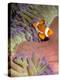 False Clown Anenomefish (Amphiprion Ocellaris) in the Tentacles of its Host Anenome-Louise Murray-Premier Image Canvas