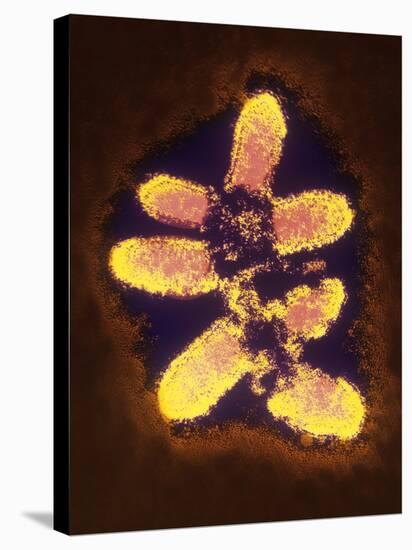 False-col TEM of Rabies Virus Particles-null-Premier Image Canvas