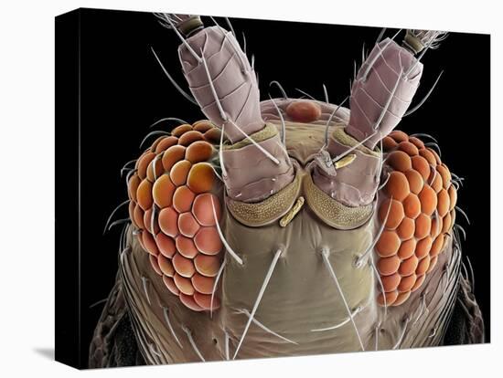 False-coloured scanning electron micrograph of a Thrip's head-Alex Hyde-Premier Image Canvas