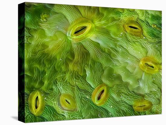 False-coloured SEM of stomata on the underside of an Ash leaf-Alex Hyde-Premier Image Canvas