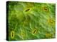 False-coloured SEM of stomata on the underside of an Ash leaf-Alex Hyde-Premier Image Canvas
