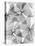 False Shamrock Leaves, X-ray-Koetsier Albert-Premier Image Canvas