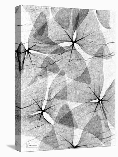 False Shamrock Leaves, X-ray-Koetsier Albert-Premier Image Canvas