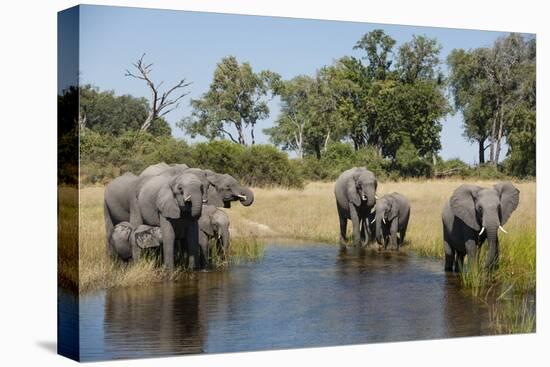 Family of African Elephants-Michele Westmorland-Premier Image Canvas