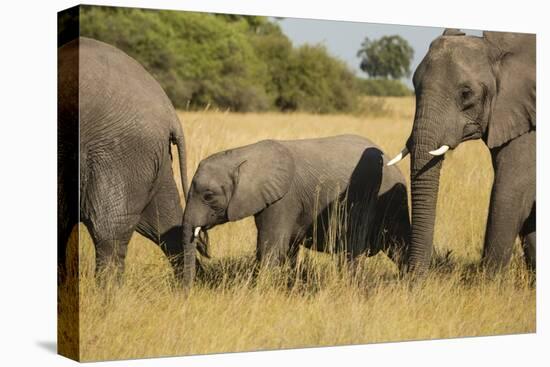 Family of African Elephants-Michele Westmorland-Premier Image Canvas