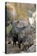 Family of Collared Peccaries-Bob Gibbons-Premier Image Canvas