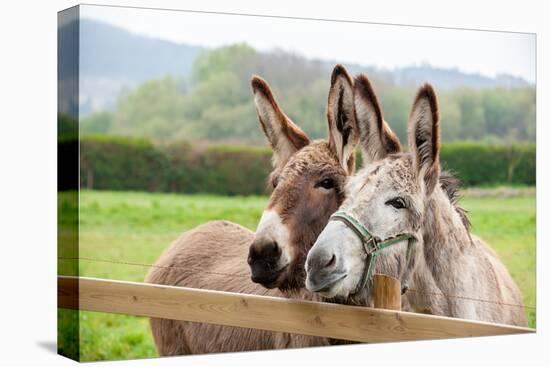Family of Donkeys Outdoors in Spring. Couple of Donkeys on the Meadow-vvvita-Premier Image Canvas