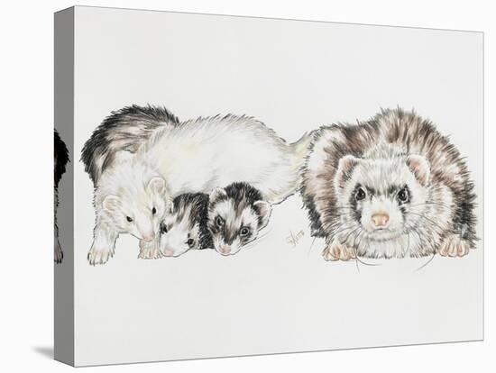 Family of Ferrets-Barbara Keith-Premier Image Canvas