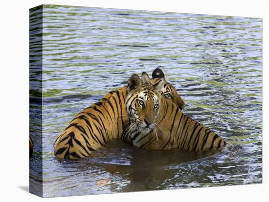 Family of Indian Tigers, Bandhavgarh National Park, Madhya Pradesh State-Thorsten Milse-Premier Image Canvas