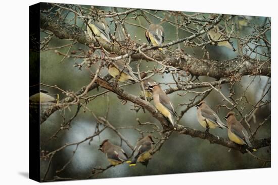 Family Reunion Cedar Wax Wings-Jai Johnson-Premier Image Canvas