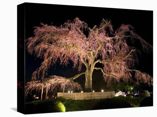 Famous Giant Weeping Cherry Tree in Blossom and Illuminated at Night, Maruyama Park, Kyoto, Honshu-Gavin Hellier-Premier Image Canvas