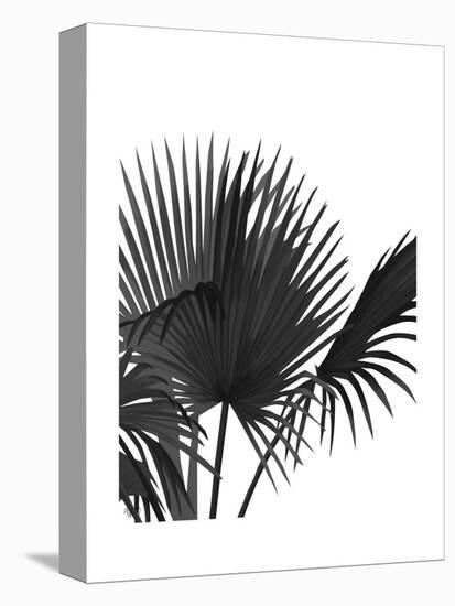 Fan Palm 1, Black On White-Fab Funky-Stretched Canvas