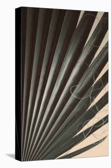 Fan Palm Detail 2-Ian Winstanley-Stretched Canvas