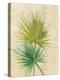 Fan Palm-Albena Hristova-Stretched Canvas